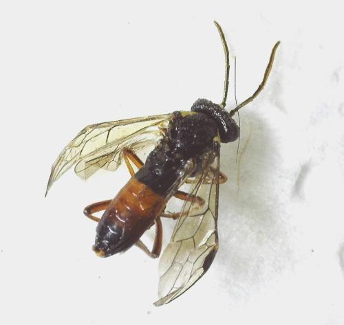 Aglaostigma aucupariae